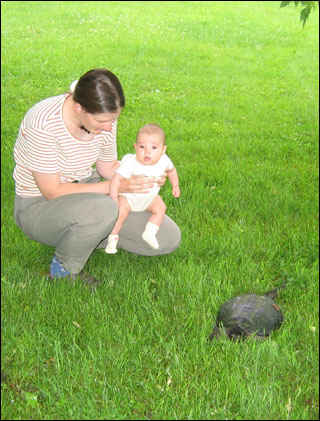 it's a huge turtle!